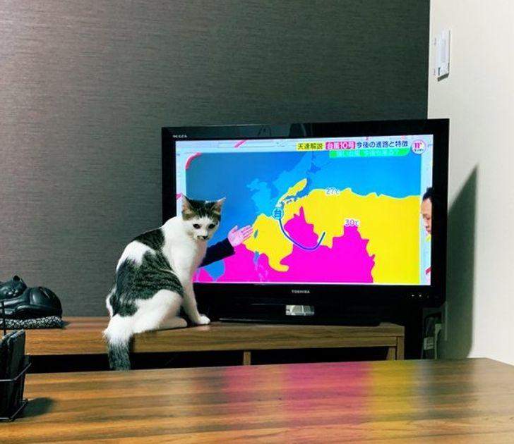 Кіт підпрацьовує ведучим прогноз погоди