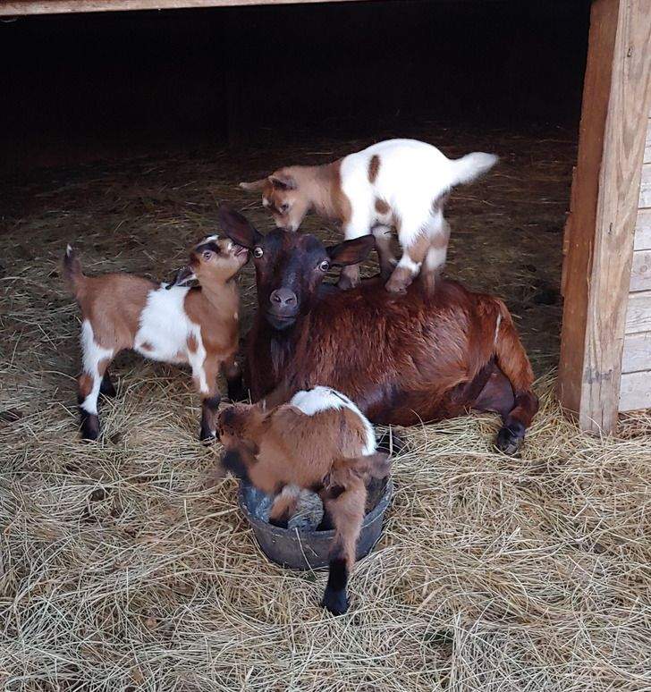 Забавные фото домашних животных, не готовые стать родителями