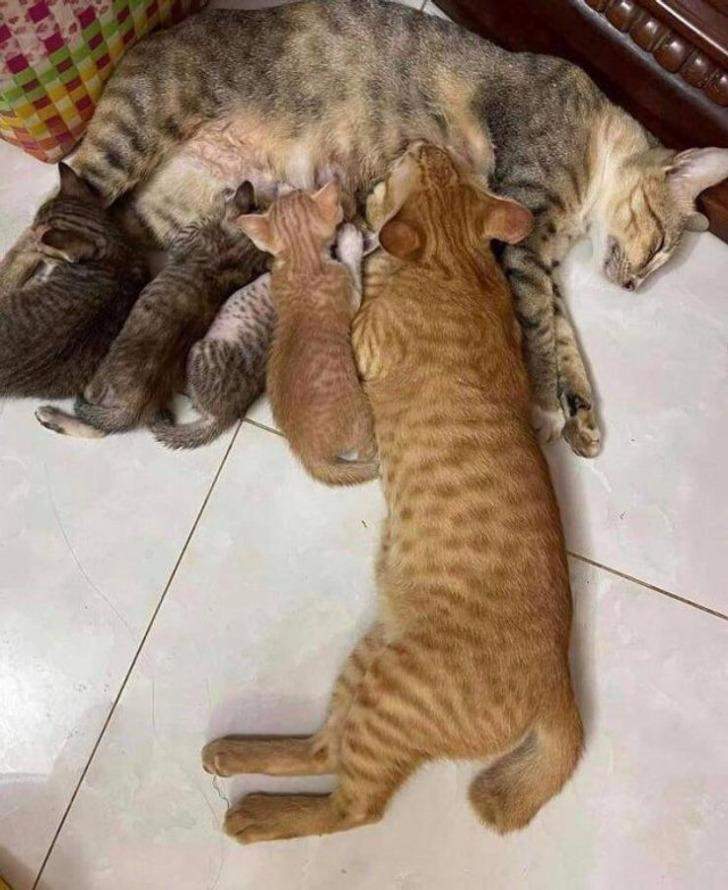 Забавные фото домашних животных, не готовые стать родителями