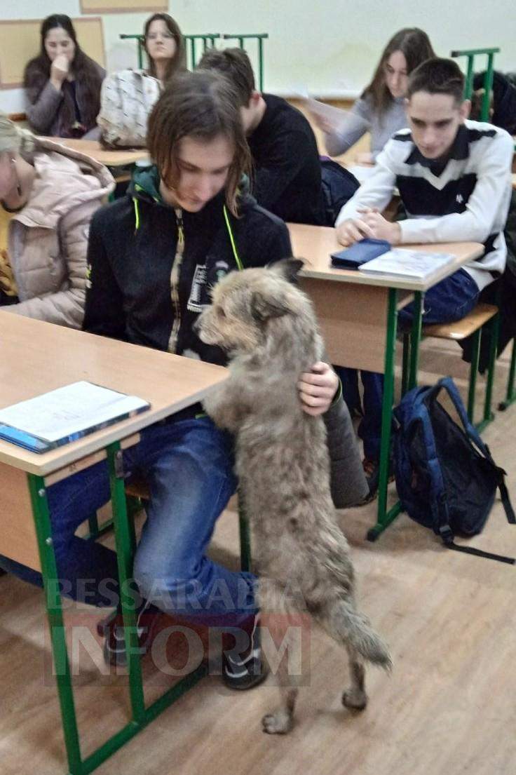 Пес на випускному Кілія Одеса Стражник школа собака тварини 13 липня 2021