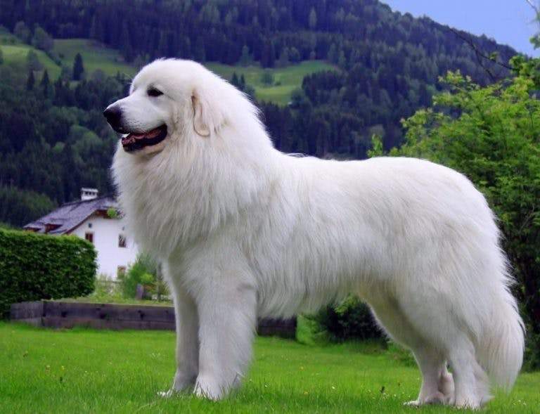 Собаки цієї породи мають розкішну білу шерсть