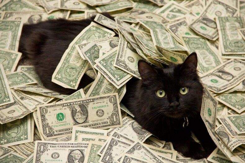 Кіт-мільйонер