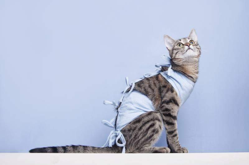 Кішка у бандажі