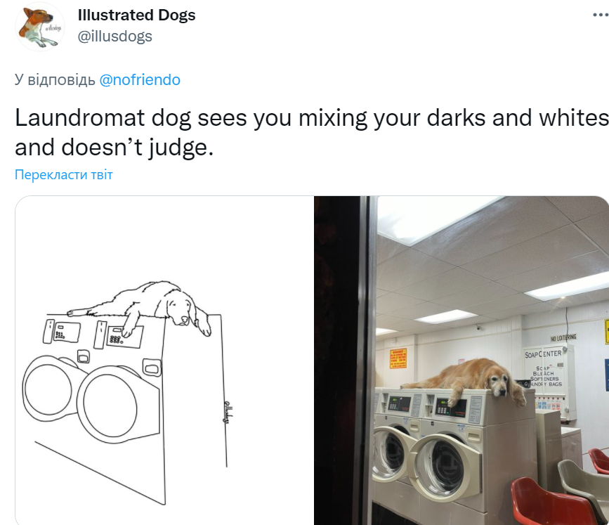 Мем о собаке в прачечной
