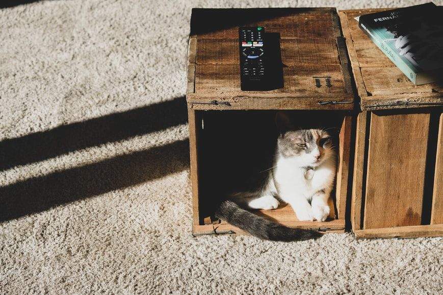 Кіт у будиночку
