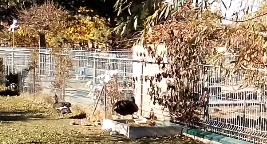 У вінницькому зоопарку вилупилися чорні лебеді