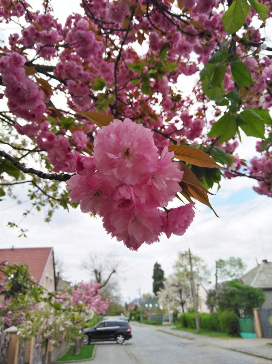 Сакура на урале фото