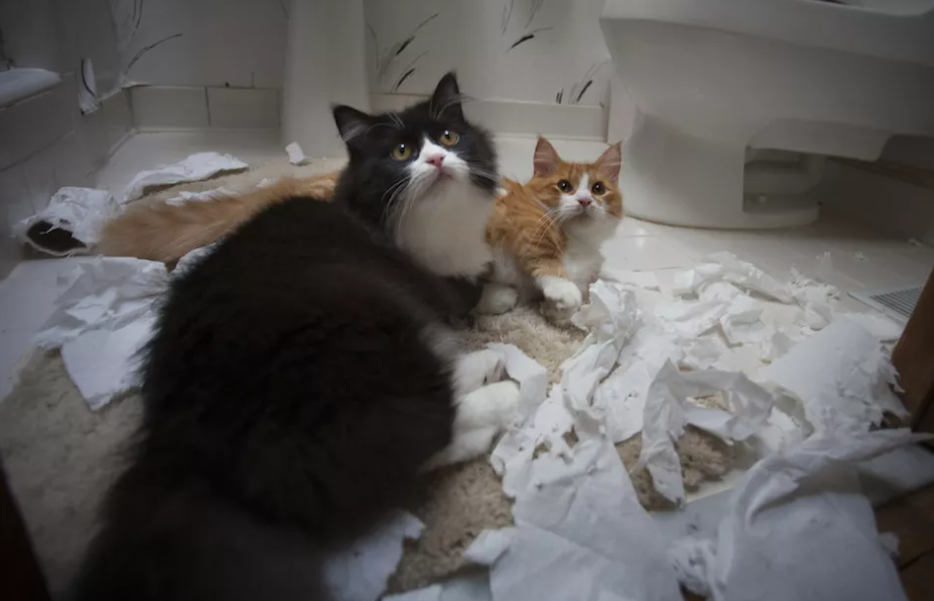Кіт і туалетний папір