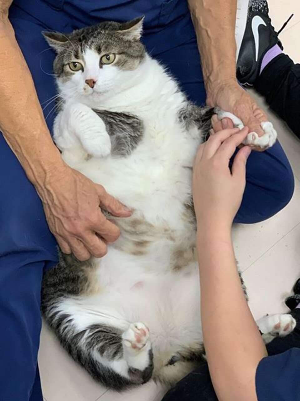 Кот весил более 13 килограммов