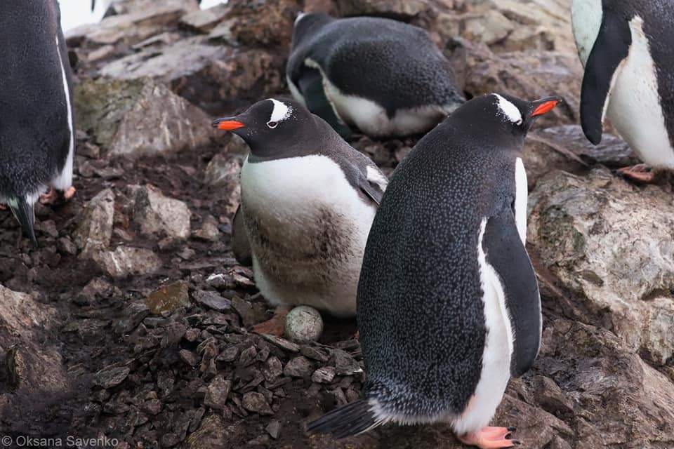 Пингвины возле Вернадского ждут пополнения