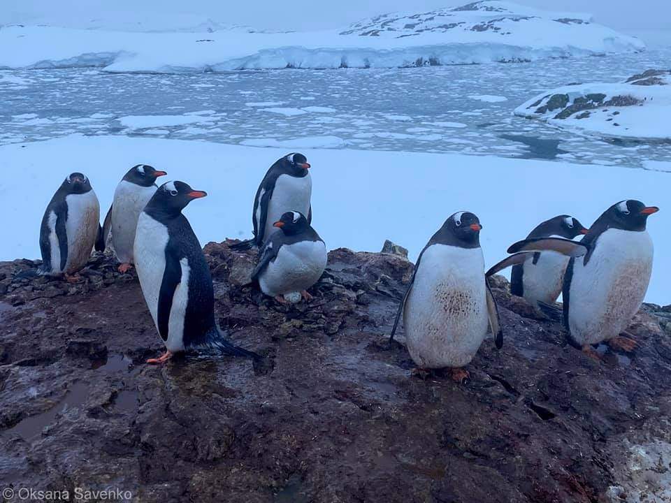 Пингвины возле Вернадского ждут пополнения