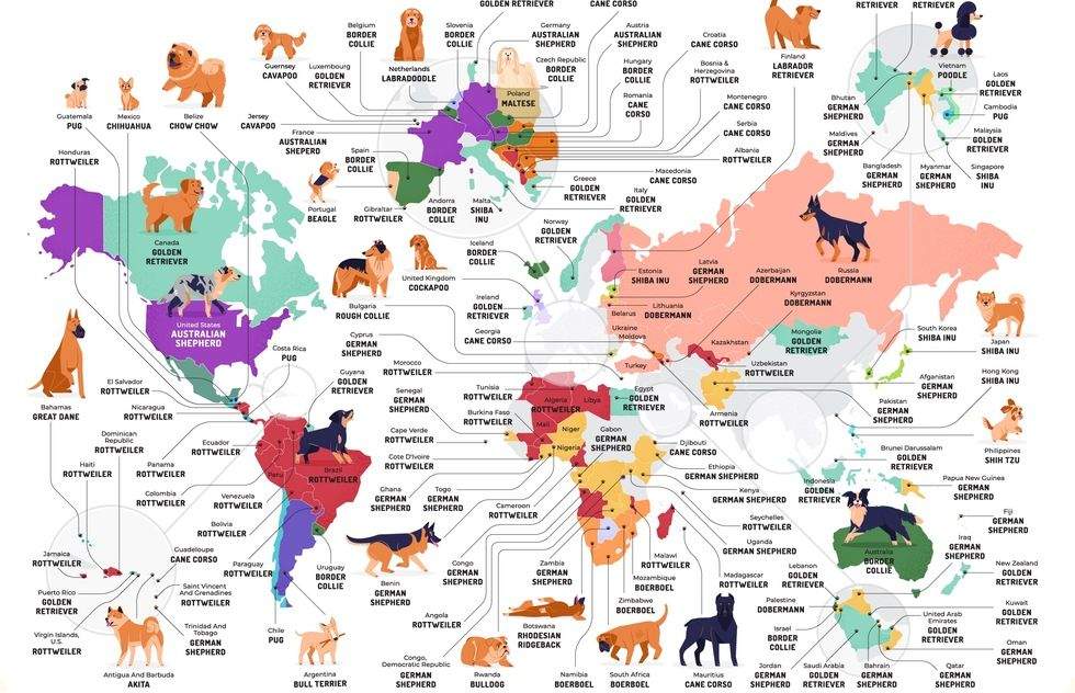 Самые популярные породы собак в мире